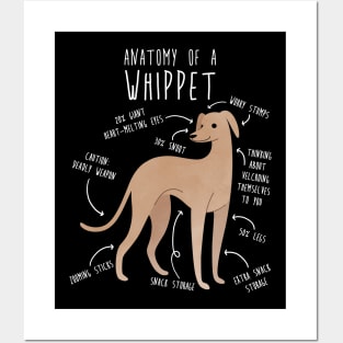 Whippet Dog Anatomy Posters and Art